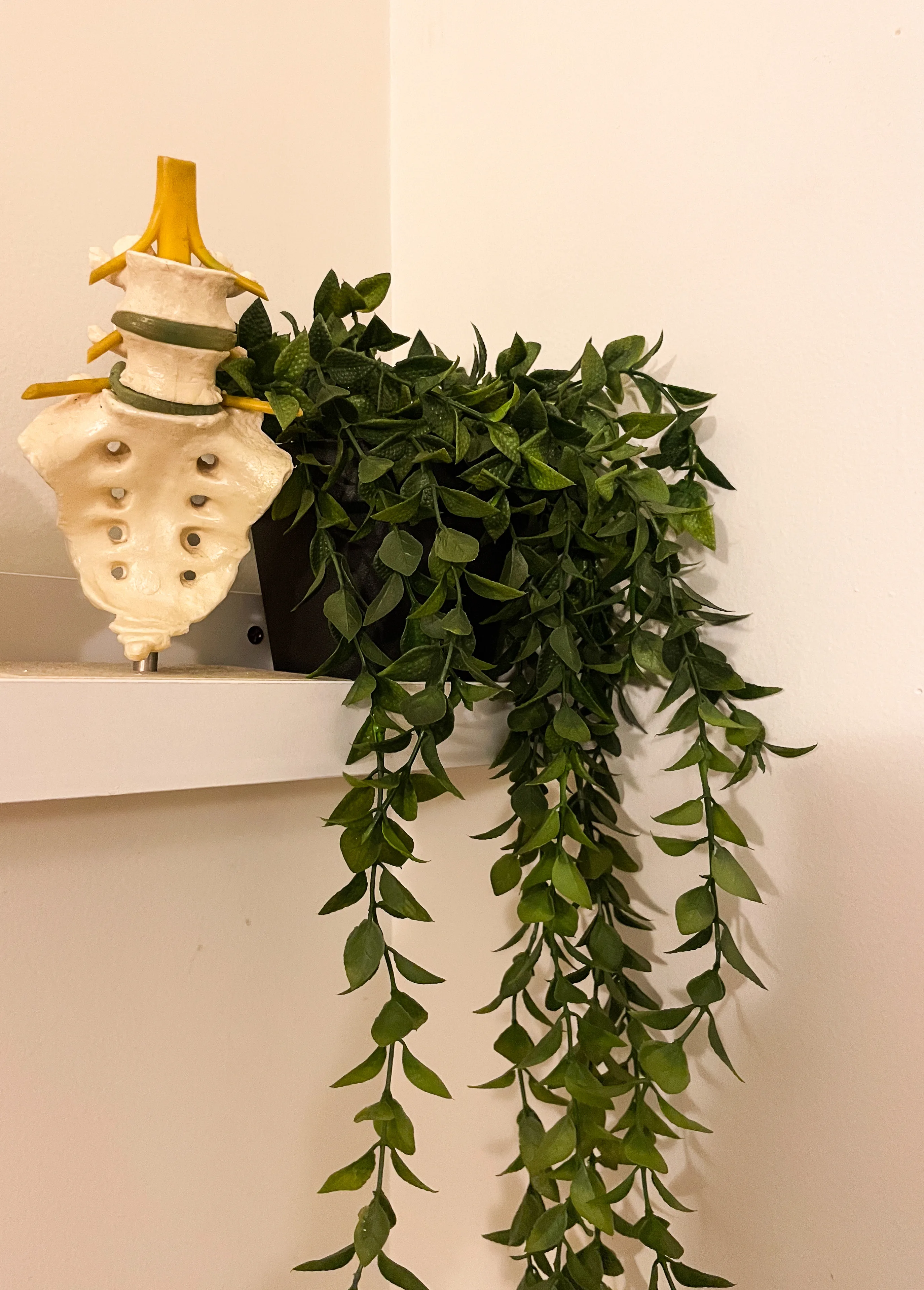 Anatomical spine model on a plinth beside a trailing green plant